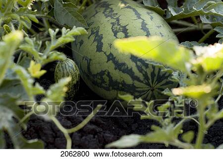 Organic Watermelon On The Vine, Manitoba, Canada View Large Photo Image Stock Image - Organic Watermelon On The Vine, Manitoba, Canada. Fotosearch