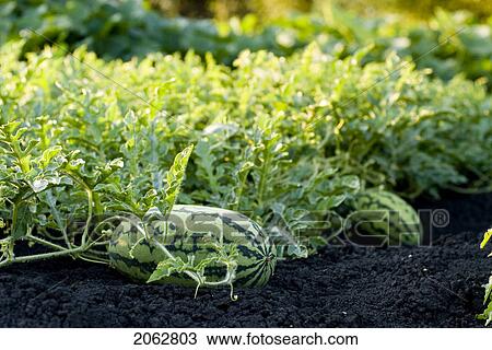 Stock Image - Organic Watermelon On The Vine, Manitoba, Canada. Fotosearch