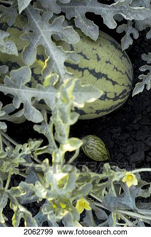 Stock Photo - Organic Watermelon On The Vine, Manitoba, Canada. Fotosearch
