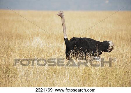 Stock Photo - Ostrich (Struthio Camelus) In The Grass; Maasai Mara Kenya. Fotosearch