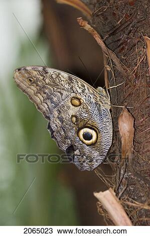 Stock Image - Owl Butterfly (Caligo Idomeneus) Resting On Trunk, Niagara Butterfly Conservatory, Niagara Falls, Ontario, Canada.. Fotosearch