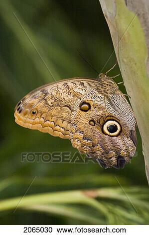 Owl Butterfly (Caligo Idomeneus) Resting On Trunk, Niagara Butterfly Conservatory, Niagara Falls, Ontario, Canada. View Large Photo Image Stock Image - Owl Butterfly (Caligo Idomeneus) Resting On Trunk, Niagara Butterfly Conservatory, Niagara Falls, Ontario, Canada.. Fotosearch