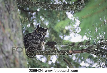 Owl Peeks At Camera From Behind Old Douglas Fir Tree, Whistler, Bc Canada View Large Photo Image Picture - Owl Peeks At Camera From Behind Old Douglas Fir Tree, Whistler, Bc Canada. Fotosearch