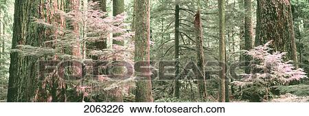 Stock Photograph - Painterly Forest, Canada, Alberta. Fotosearch
