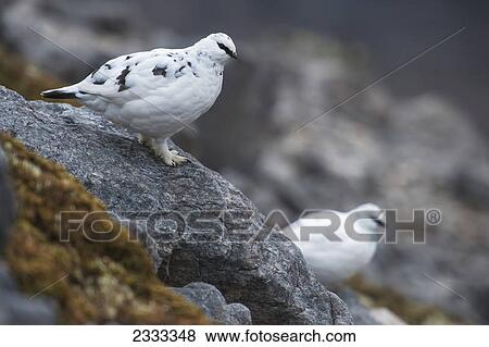 Pair of ptarmigans in white winter plumage on ben damph; Torridon highlands scotland View Large Photo Image Stock Photo - Pair of ptarmigans in white winter plumage on ben damph; Torridon highlands scotland. Fotosearch