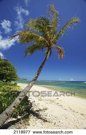 Palm Tree And A White Sand Beach Along The Coastline Of An Hawaiian Island; Pilaa Kauai Hawaii United States Of America View Large Photo Image Stock Photo - Palm Tree And A White Sand Beach Along The Coastline Of An Hawaiian Island; Pilaa Kauai Hawaii United States Of America. Fotosearch