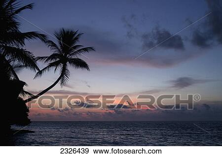 Stock Photo - Palm tree growing out over the sea after sunset; Paradise island ranveli south ari atoll maldives. Fotosearch