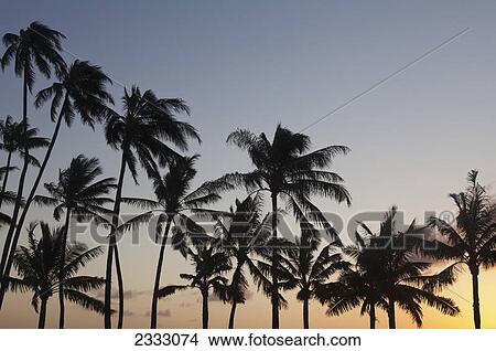 Picture - Palm tree silhouettes at sunset; Honolulu oahu hawaii united states of america. Fotosearch