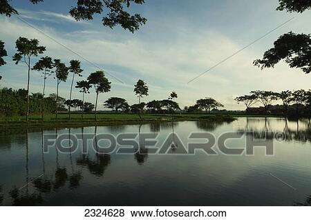 Palm trees along a shoreline reflected in the water; Bangladesh View Large Photo Image Stock Photo - Palm trees along a shoreline reflected in the water; Bangladesh. Fotosearch