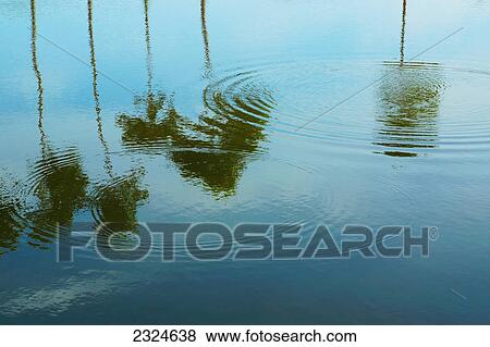 Palm trees and clouds reflected in water; Bangladesh View Large Photo Image Stock Photo - Palm trees and clouds reflected in water; Bangladesh. Fotosearch