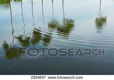 Stock Photo - Palm trees and clouds reflected in water; Bangladesh. Fotosearch