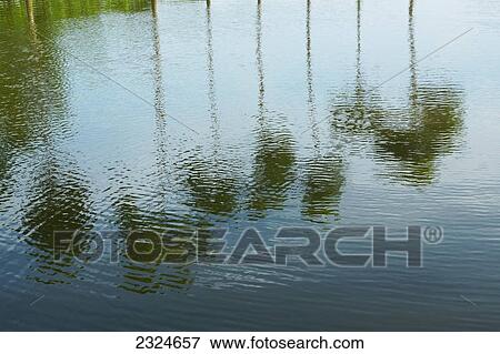 Stock Photo - Palm trees and clouds reflected in the rippled water; Bangladesh. Fotosearch