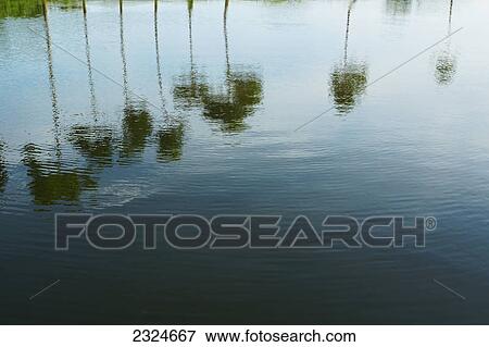 Stock Photo - Palm trees and clouds reflected in the water; Bangladesh. Fotosearch