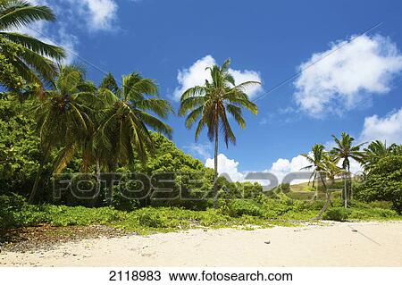 Stock Image - Palm Trees And Lush Vegetation Along A White Sand Beach; Pilaa Kauai Hawaii United States Of America. Fotosearch