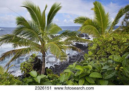 Stock Image - Palm trees and waves crashing into the shore along the coast; Hana maui hawaii united states of america. Fotosearch
