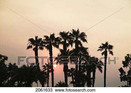 Palm Trees At Sunset, Santa Barbara California View Large Photo Image Stock Image - Palm Trees At Sunset, Santa Barbara California. Fotosearch