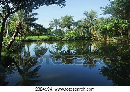 Picture - Palm trees reflected in tranquil water; Bangladesh. Fotosearch