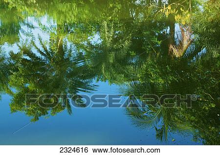 Palm trees reflected in tranquil water; Bangladesh View Large Photo Image Stock Photograph - Palm trees reflected in tranquil water; Bangladesh. Fotosearch