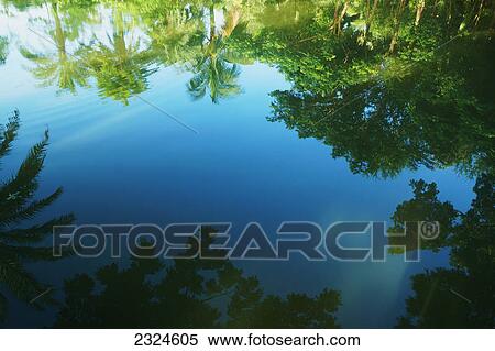 Stock Photography - Palm trees reflected in tranquil water; Bangladesh. Fotosearch