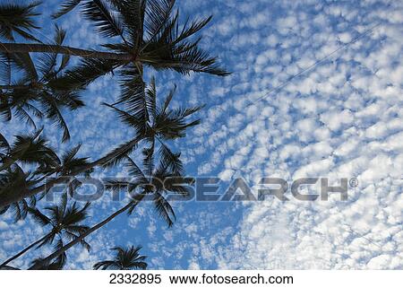Palm trees sway in the sky as the weather starts to change; Puerta vallarta mexico View Large Photo Image Stock Photography - Palm trees sway in the sky as the weather starts to change; Puerta vallarta mexico. Fotosearch