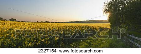 Picture - Panoramic view of a mustard field at the end of the day with a footpath along the edge; England. Fotosearch
