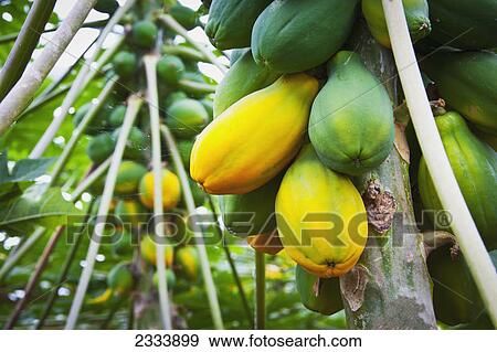 Stock Photo - Papaya tree; Tropenhaus Wolhusen, Switzerland. Fotosearch
