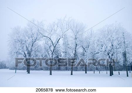 Park In Winter, Assiniboine Park, Winnipeg, Canada View Large Photo Image Stock Photo - Park In Winter, Assiniboine Park, Winnipeg, Canada. Fotosearch