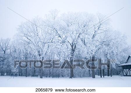 Park In Winter, Assiniboine Park, Winnipeg, Canada View Large Photo Image Stock Photo - Park In Winter, Assiniboine Park, Winnipeg, Canada. Fotosearch