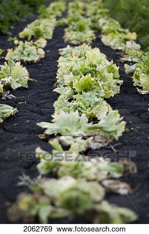 Stock Photo - Past-Its-Prime Lettuce, Organic Garden, Manitoba, Canada. Fotosearch