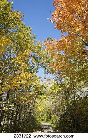 Stock Image - Path in a forest with autumn colours; Seguin ontario canada. Fotosearch