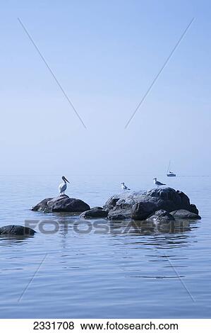 Stock Photo - Pelican and gulls on rocks in lake winnipeg with a boat in the distance; Winnipeg manitoba canada. Fotosearch