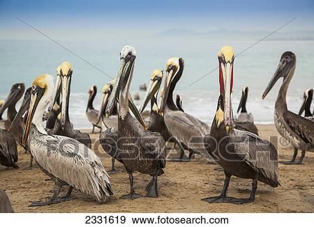 Stock Photo - Pelicans on the beach; Puerto vallarta mexico. Fotosearch