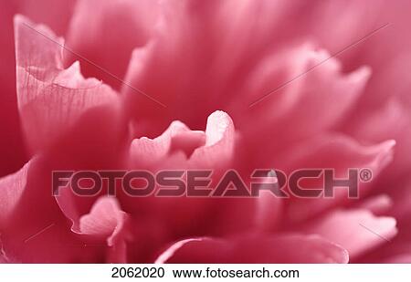 Peony Close-Up - Cochrane, Alberta View Large Photo Image Stock Image - Peony Close-Up - Cochrane, Alberta. Fotosearch