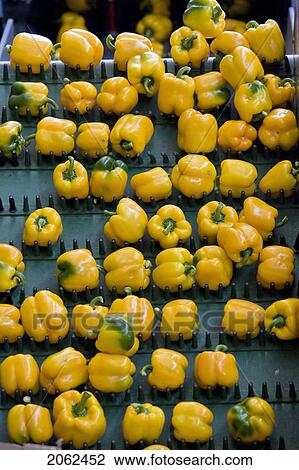 Stock Image - Peppers On Conveyor Belt. Fotosearch