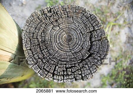 Piece Of Wood Cross-Section View Large Photo Image Stock Image - Piece Of Wood Cross-Section. Fotosearch