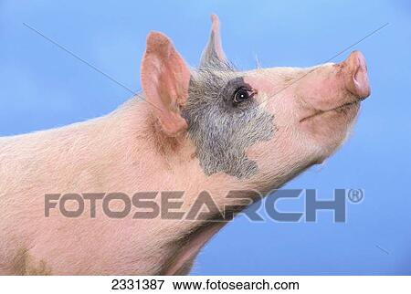 Pig with a blue background; British columbia canada View Large Photo Image Stock Photo - Pig with a blue background; British columbia canada. Fotosearch