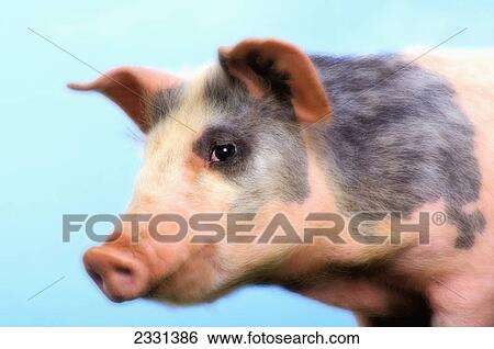 Stock Photograph - Pig with a blue background; British columbia canada. Fotosearch