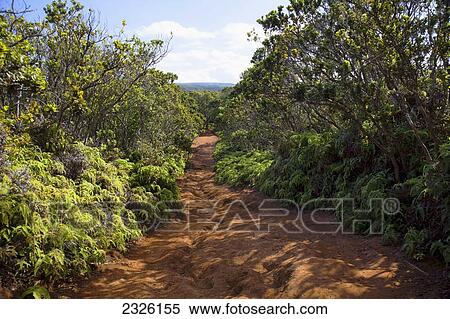 Pihea trail; Kauai hawaii united states of america View Large Photo Image Stock Photography - Pihea trail; Kauai hawaii united states of america. Fotosearch