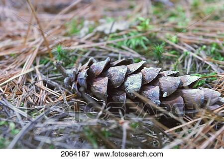 Stock Photo - Pine Cone, Baysville, Ontario.. Fotosearch