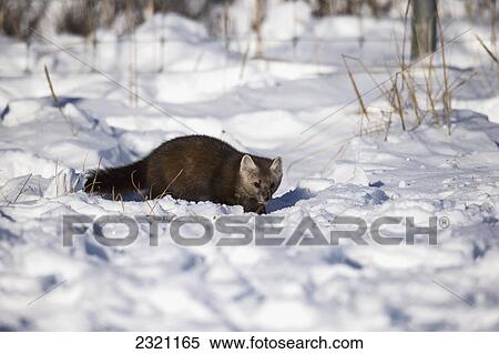 Stock Photography - Pine Marten (Martes Martes); Churchill Manitoba Canada. Fotosearch