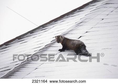 Picture - Pine Marten (Martes Martes) Walking On A Snow Covered Roof; Churchill Manitoba Canada. Fotosearch