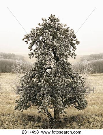 Pine Tree Covered With Hoar Frost In Pike National Forest; Colorado United States Of America View Large Photo Image Stock Photo - Pine Tree Covered With Hoar Frost In Pike National Forest; Colorado United States Of America. Fotosearch