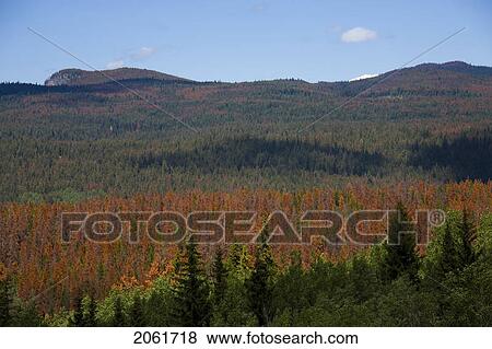 Pine Trees Attacked By The Lodgepole Pine Beetle, Alberta, Canada View Large Photo Image Stock Photo - Pine Trees Attacked By The Lodgepole Pine Beetle, Alberta, Canada. Fotosearch