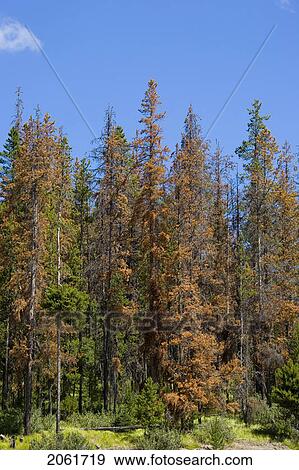 Pine Trees Attacked By The Lodgepole Pine Beetle, Alberta, Canada View Large Photo Image Stock Photo - Pine Trees Attacked By The Lodgepole Pine Beetle, Alberta, Canada. Fotosearch