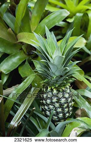 Stock Photography - Pineapple Growing On A Plant; Mobile Alabama United States Of America. Fotosearch