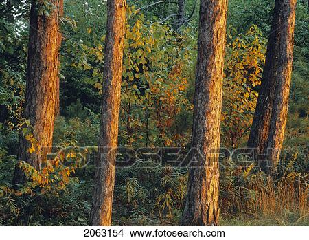 Picture - Pines At Sunset, La Mauricie National Park, Quebec, Canada. Fotosearch