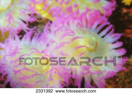 Pink anemone; Vancouver island british columbia canada View Large Photo Image Stock Image - Pink anemone; Vancouver island british columbia canada. Fotosearch