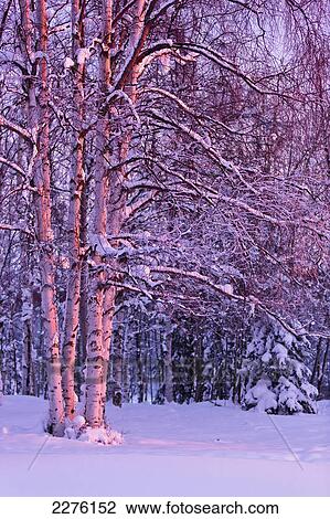 Pink sunset light falling on birch trees at russian jack springs park in winter; Anchorage alaska united states of america View Large Photo Image Stock Image - Pink sunset light falling on birch trees at russian jack springs park in winter; Anchorage alaska united states of america. Fotosearch