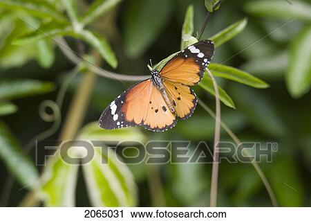 Plain Tiger Butterfly (Danaus Chrysippus) Basking On Leaf, Butterfly World & Gardens, Coombs, British Columbia, Canada. View Large Photo Image Stock Image - Plain Tiger Butterfly (Danaus Chrysippus) Basking On Leaf, Butterfly World & Gardens, Coombs, British Columbia, Canada.. Fotosearch