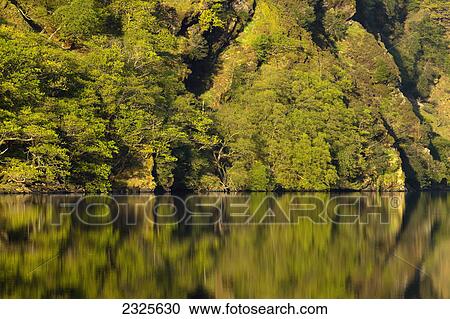 Plant growth on a rock cliff with a mirror image in upper lake; Glendalough county wicklow ireland View Large Photo Image Stock Image - Plant growth on a rock cliff with a mirror image in upper lake; Glendalough county wicklow ireland. Fotosearch